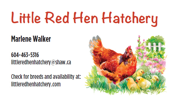 Little Red Hen Hatchery business card
